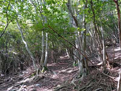 Sentiero per il monte Colmegnone (860 m) | Escursione da Laglio al monte Colmegnone
