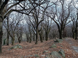 Selva di Enco (840 m) - Rezzago | Escursione ad anello ai Funghi di Rezzago