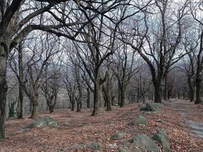 Selva di Enco (840 m) - Rezzago | Escursione ad anello ai Funghi di Rezzago