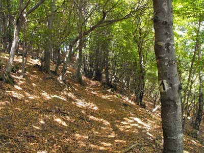 Sentiero Botanico (1065 m) - Brienno | Da Brienno al Monte Comana
