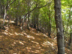 Sentiero Botanico (1065 m) - Brienno | Da Brienno al Monte Comana