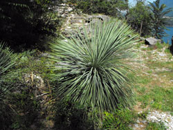 Il Giardino del Merlo