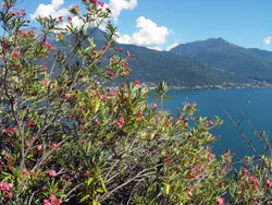 Il Giardino del Merlo