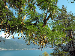 Il Giardino del Merlo