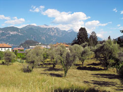 Griante - Cadenabbia | Lago di Como