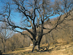 La quercia secolare del Rogolone (480 m) | Gita da Menaggio al Rogolone