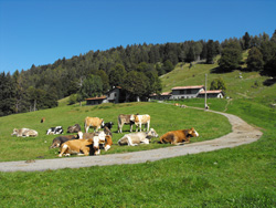 Alpe di Borgo (1240 m) | Anello Monte San Primo